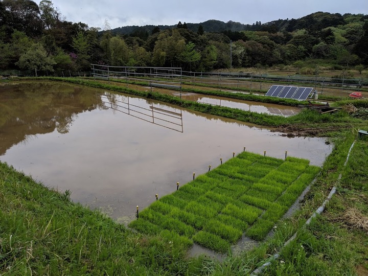 0427田植え準備