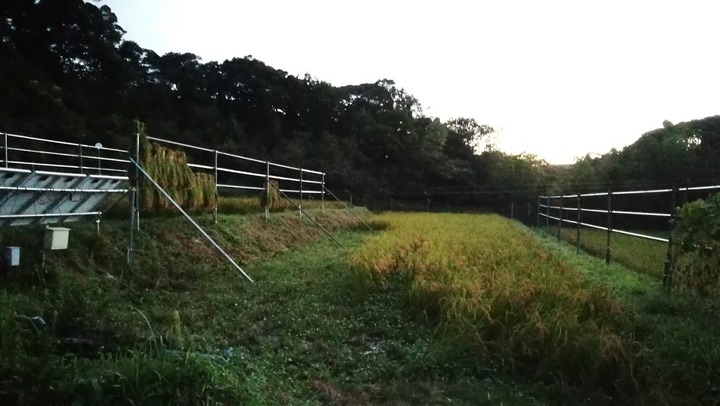 0908イネ刈り開始夕方