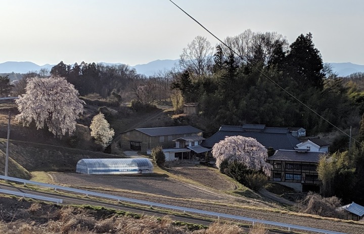 0418滝桜周辺４