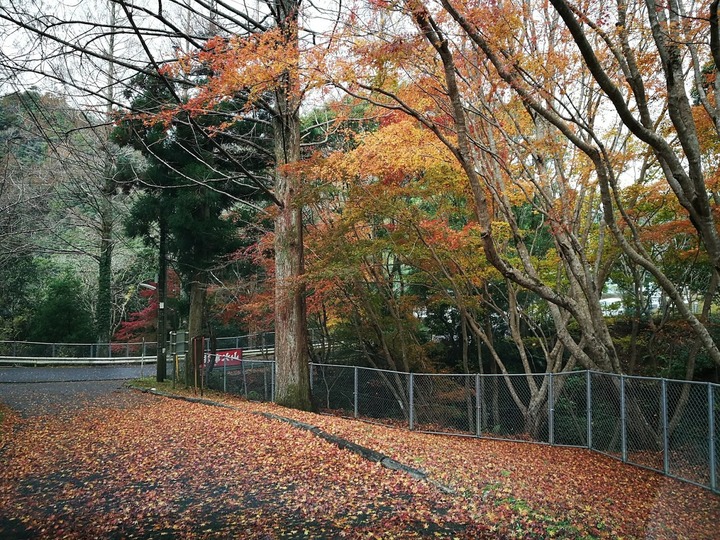 1222内浦山の遅い紅葉