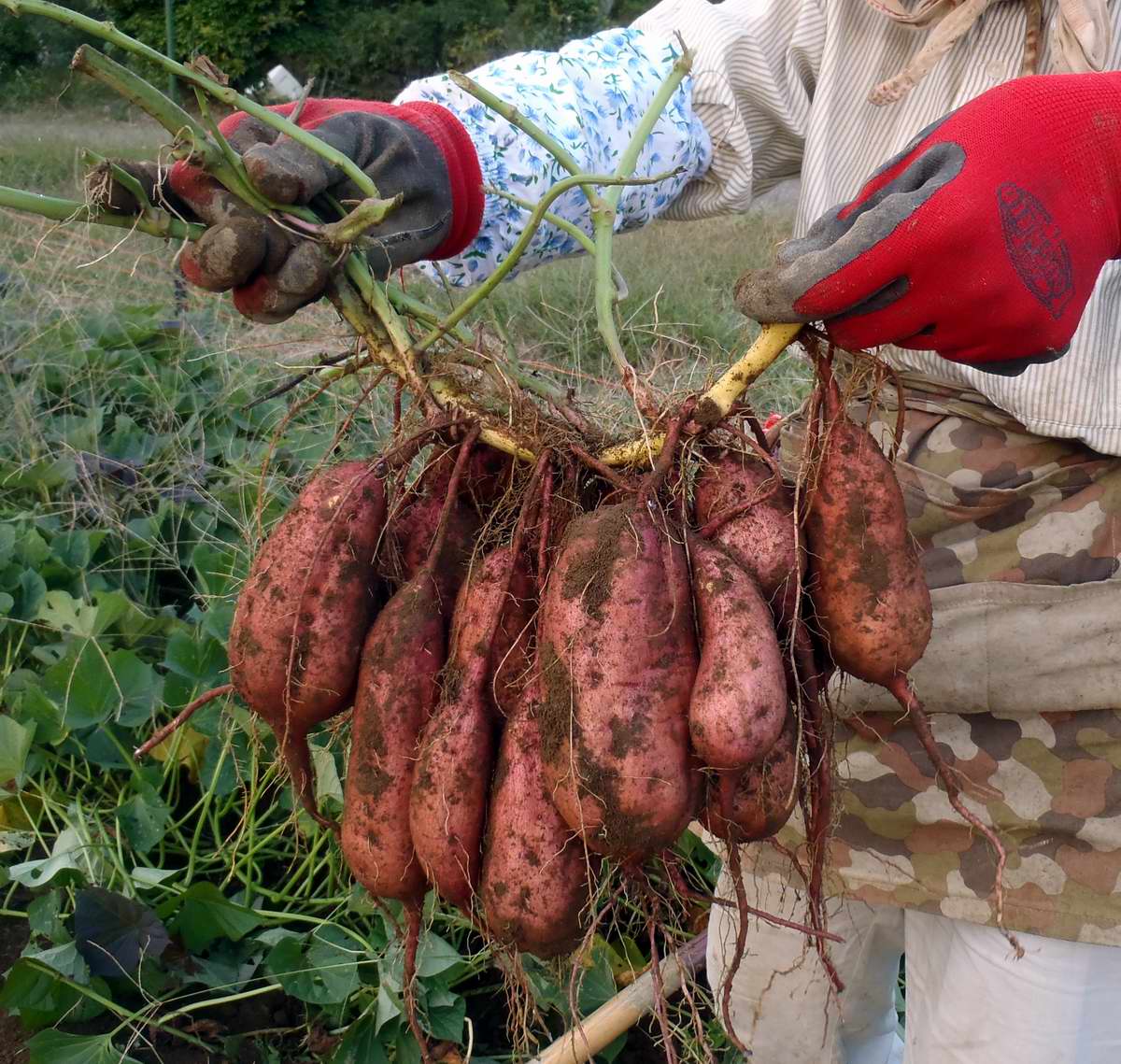 サツマイモ 安納イモ の収穫終了 定年後 田舎作って コメ野菜 サツマイモ 安納イモ の収穫終了 定年後 田舎作って コメ野菜