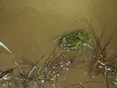 水生動物たちの現況 定年後 田舎作って コメ野菜 水生動物たちの現況 定年後 田舎作って コメ野菜