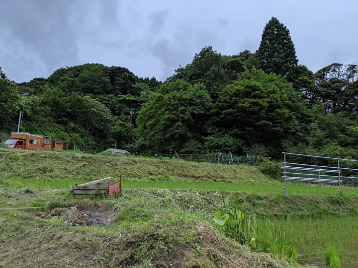0614草退治1