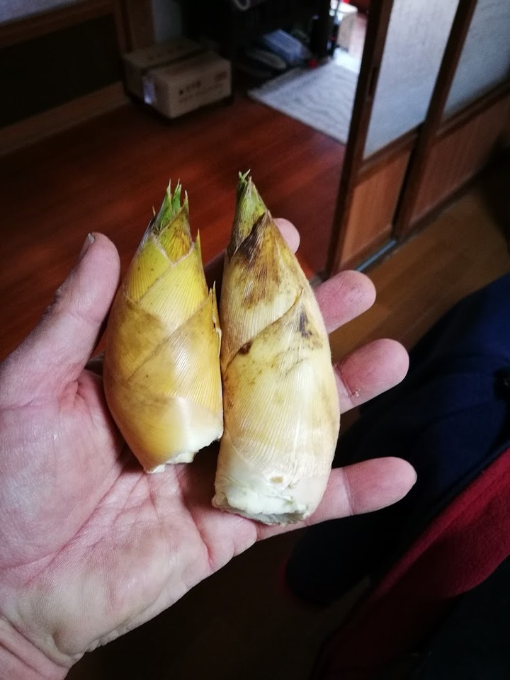 0407最初のタケノコ