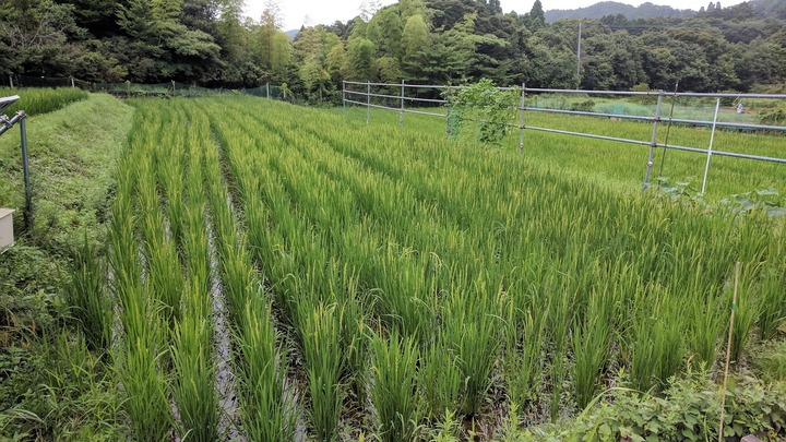 0727田んぼ3号