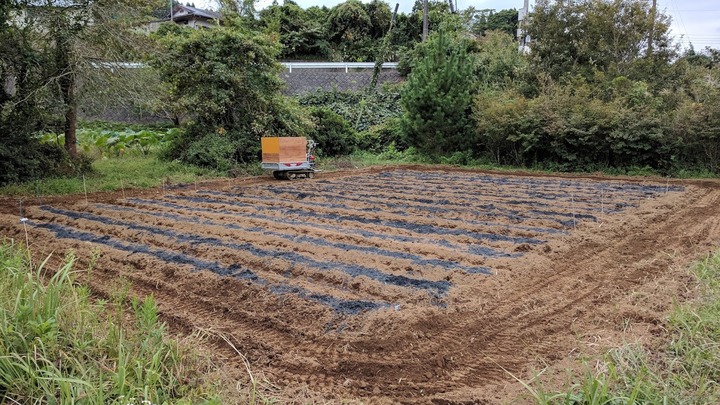 1006ニンニクと冬野菜