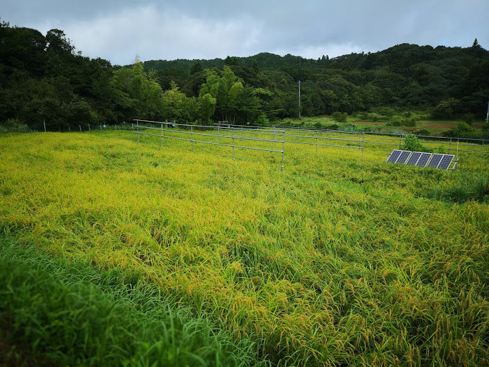 0821田んぼ１号B