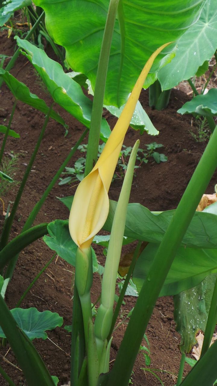 珍しい花 定年後 田舎作って コメ野菜
