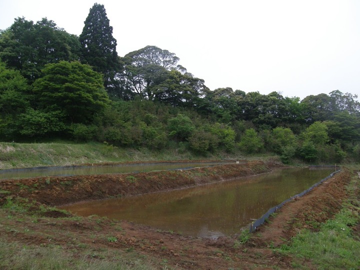 0119最初の田植え後