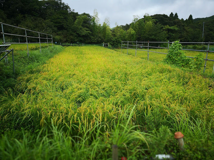 0821田んぼ３号