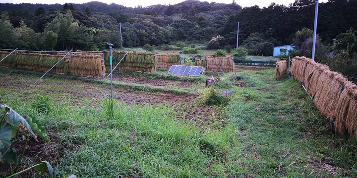 0908イネ刈り完了