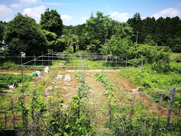 0529かぼちゃハウスの復活