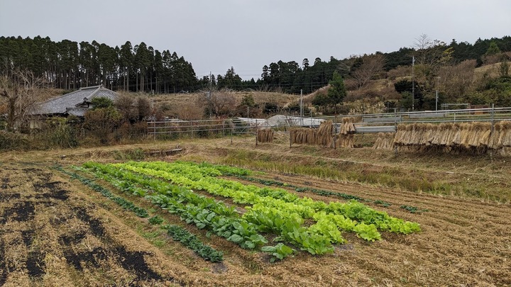 1204今の田んぼ