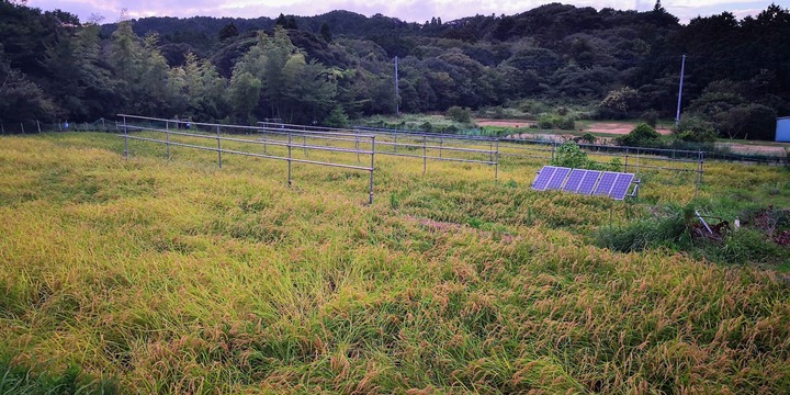 0830田んぼ全景