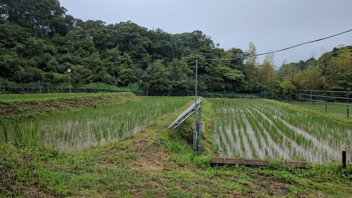 0621雨の田んぼ