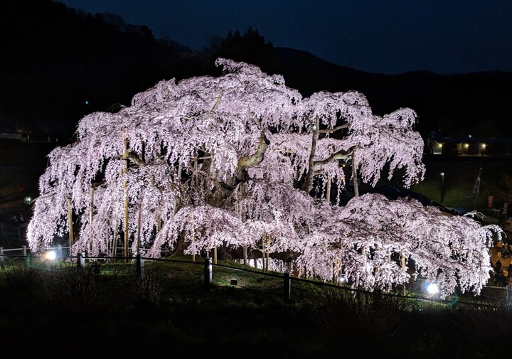 0418滝桜夜５