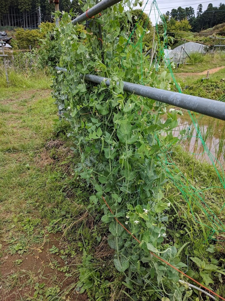 0614豆畑2スナップ