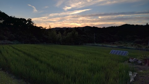 0723田んぼの様子.jpg