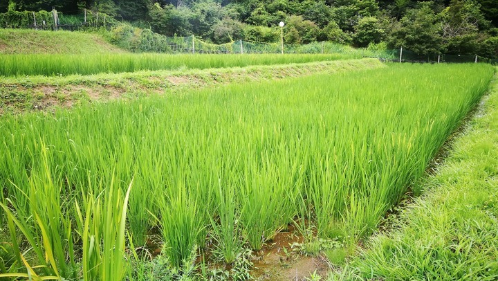 0727田んぼ2号