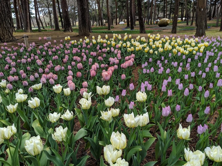 0421ひたち海浜公園１