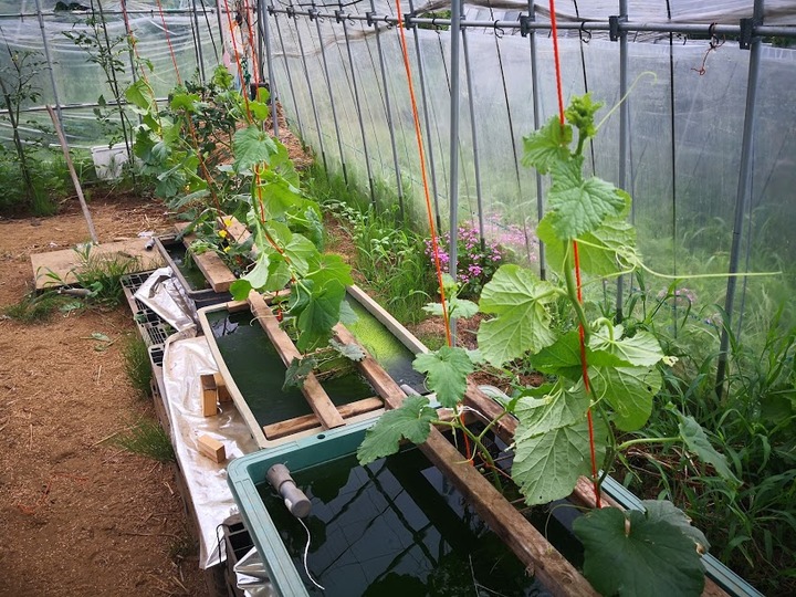 0705メロン養液1