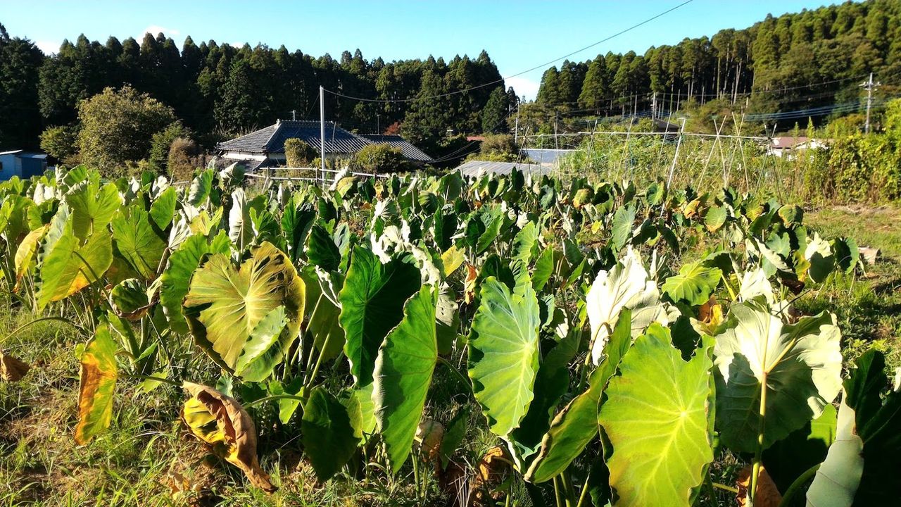 畑への水やり 定年後 田舎作って コメ野菜 畑への水やり 定年後 田舎作って コメ野菜