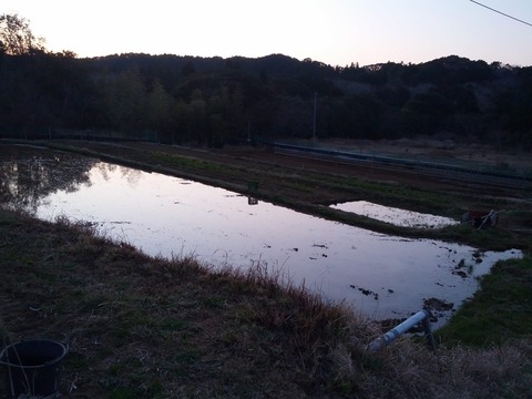 0326夕暮れの田んぼ.jpg