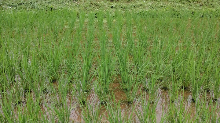 0701去年の田んぼ