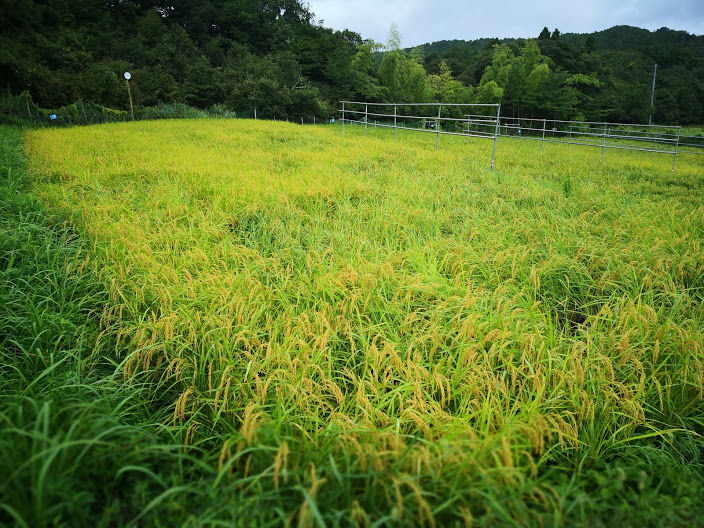 0921田んぼ１号