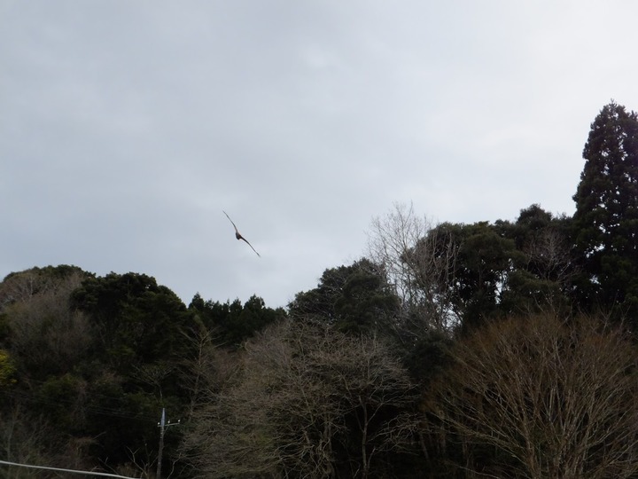 0406トンビ