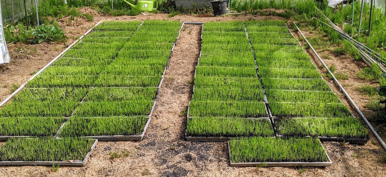 苗作りも進行中 定年後 田舎作って コメ野菜
