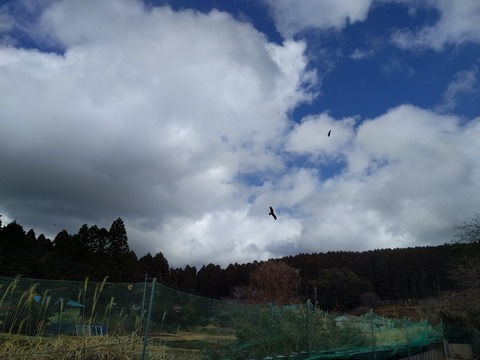 0213トンビも狙う.jpg