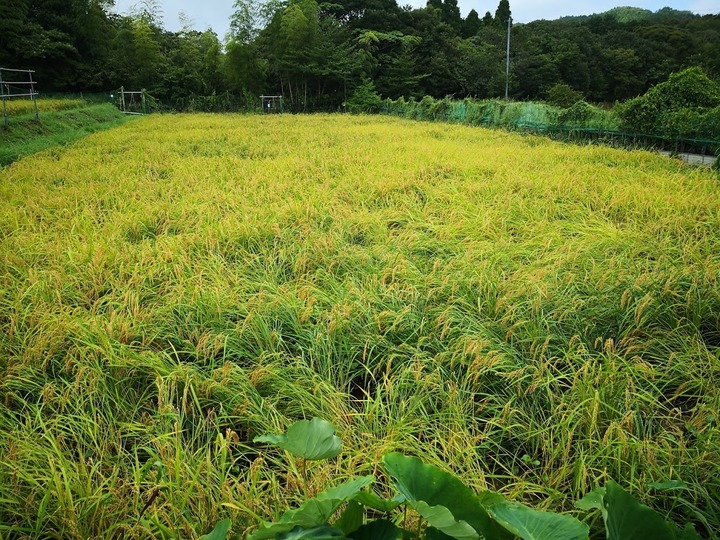 0905田んぼ4号