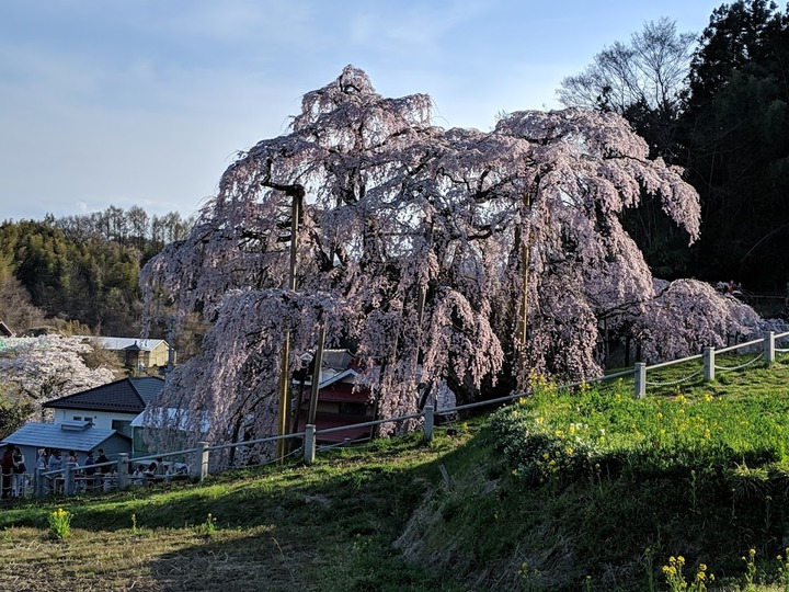 0418滝桜昼２