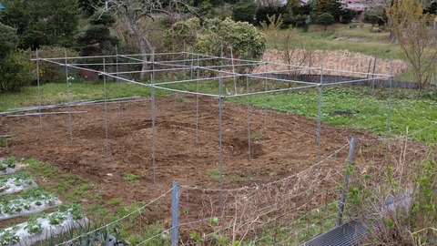 0416かぼちゃ前.jpg