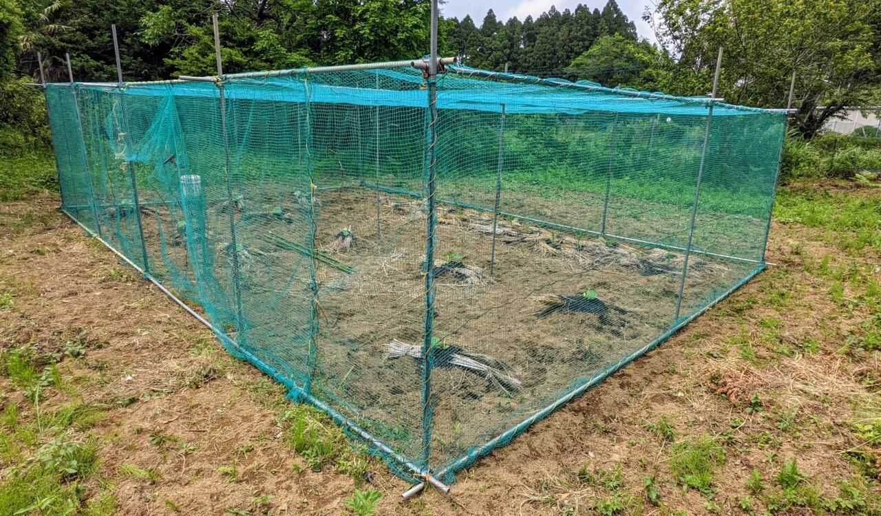 かぼちゃハウスの中身 定年後 田舎作って コメ野菜