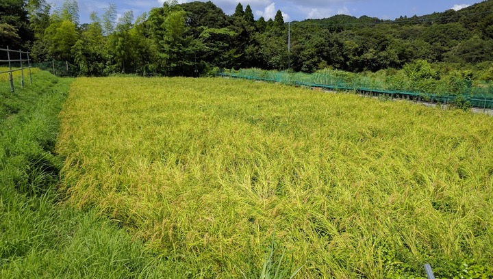0901田んぼ4号