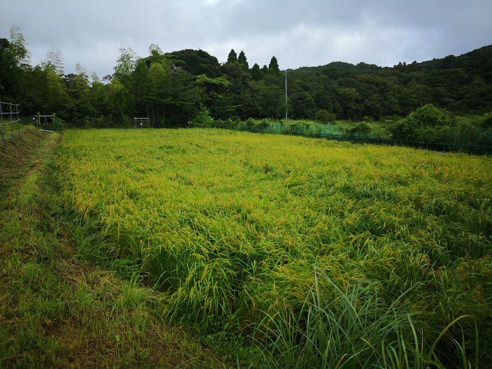 0832田んぼ４号