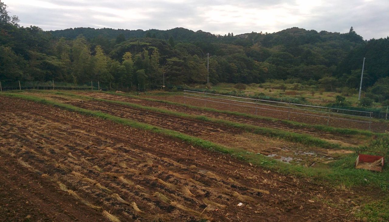 裏作畑は至れり尽くせり 定年後 田舎作って コメ野菜