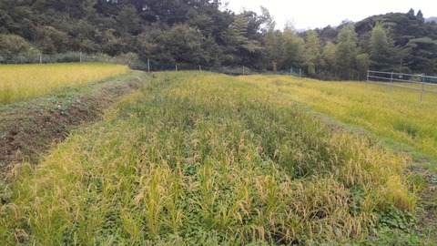 0829-2号.jpg