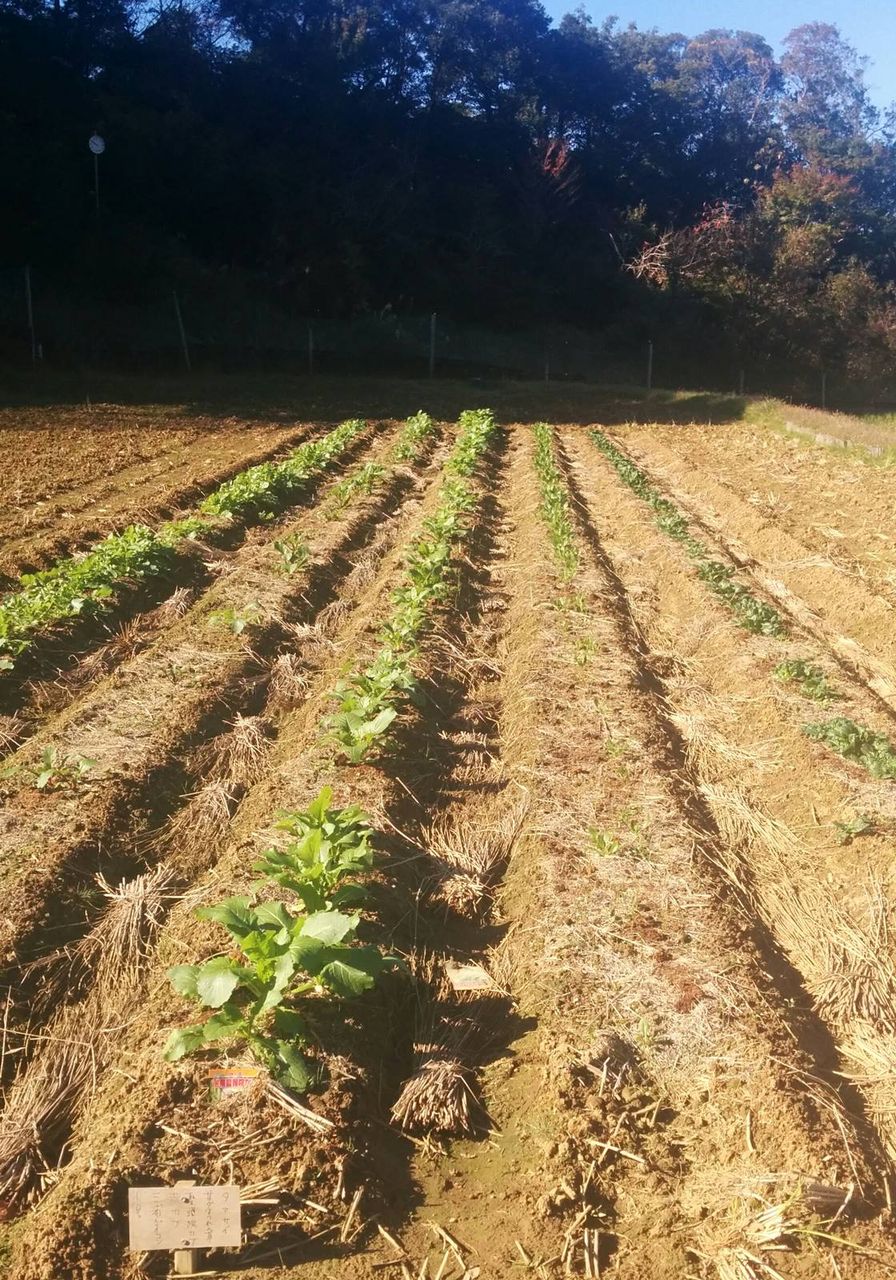 田んぼ裏作は結構順調 定年後 田舎作って コメ野菜