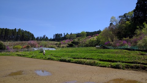0420乾いた田んぼ2.jpg