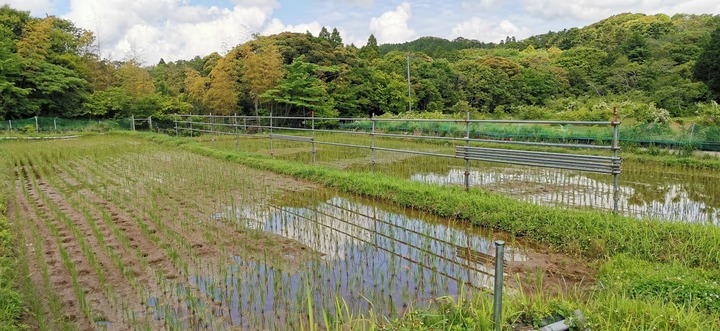 0530水が停まった田んぼ