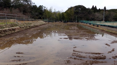 0328-4号田んぼ.jpg