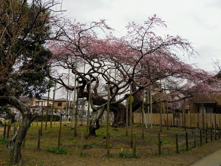 0323龍ケ崎般若院