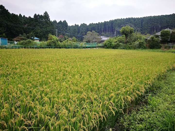 0826田んぼ