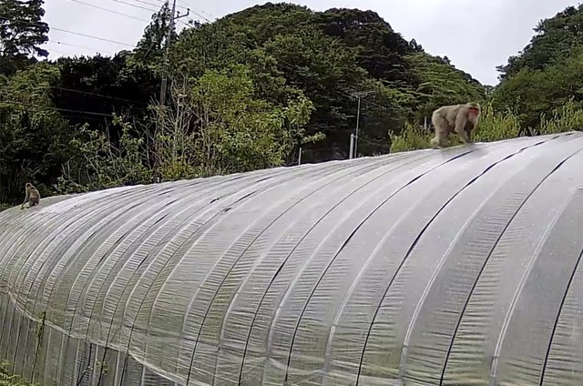 0708ハウス上のサル母子