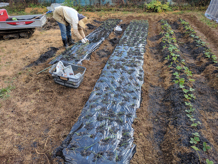 玉ねぎ苗の植え付け 定年後 田舎作って コメ野菜