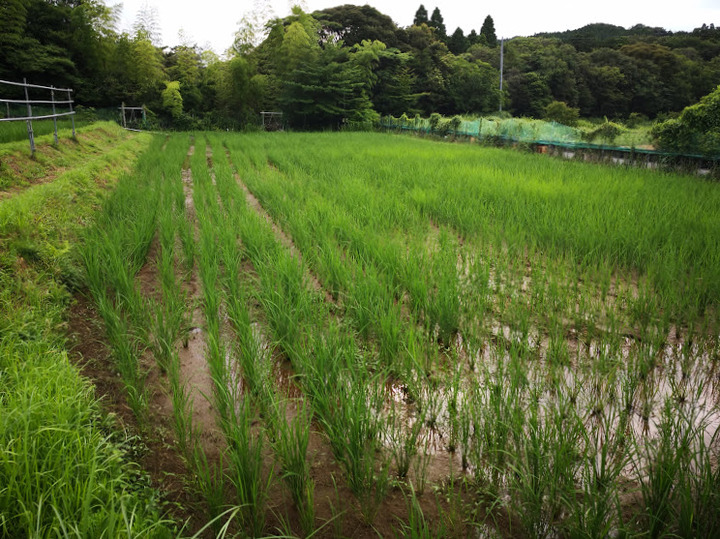 0707干上がった４号