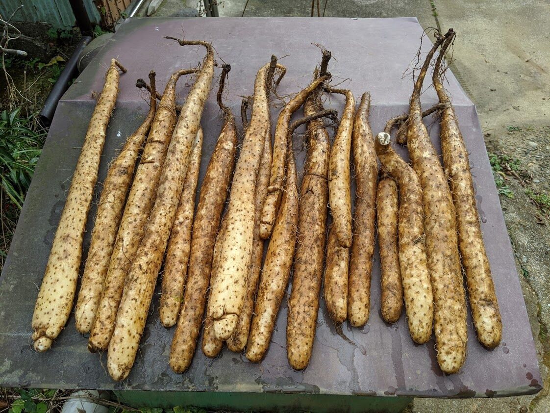 本日の収穫 定年後 田舎作って コメ野菜